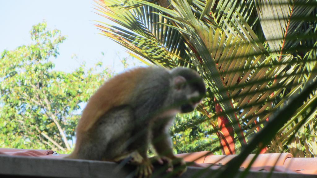 Coyaba Tropical Elegant Adult Guesthouse Manuel Antonio Dış mekan fotoğraf