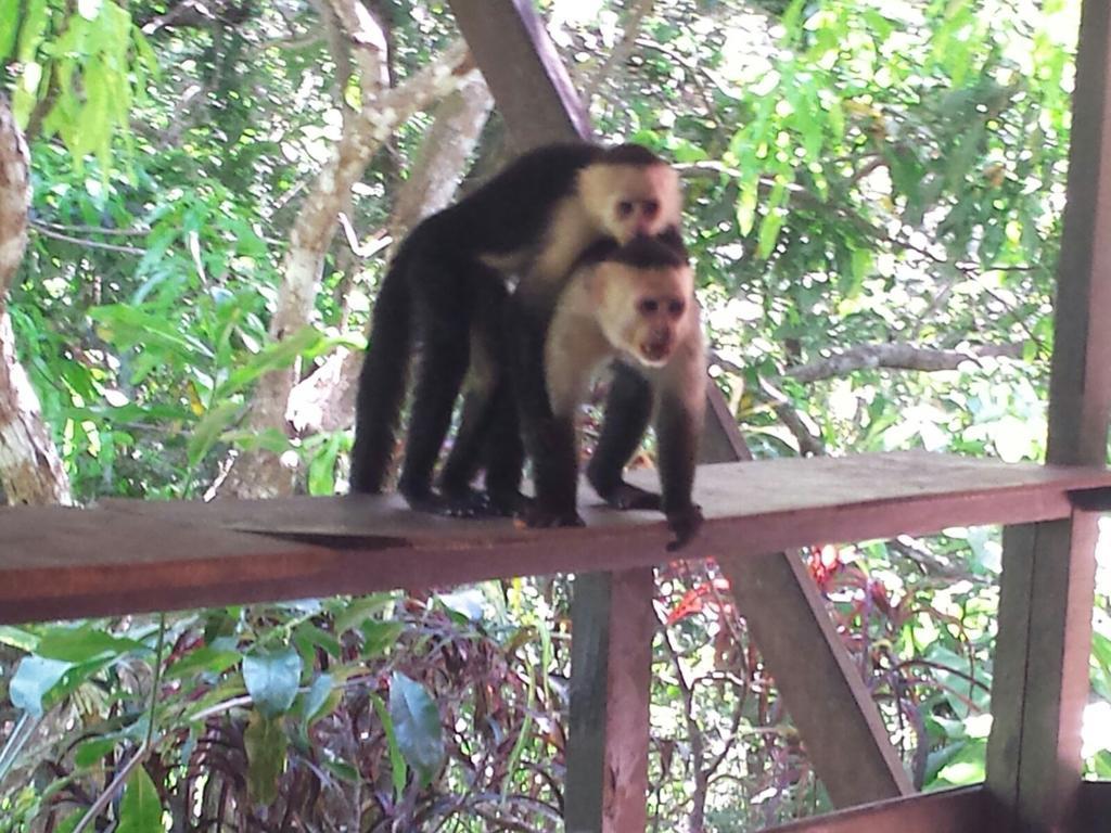 Coyaba Tropical Elegant Adult Guesthouse Manuel Antonio Dış mekan fotoğraf